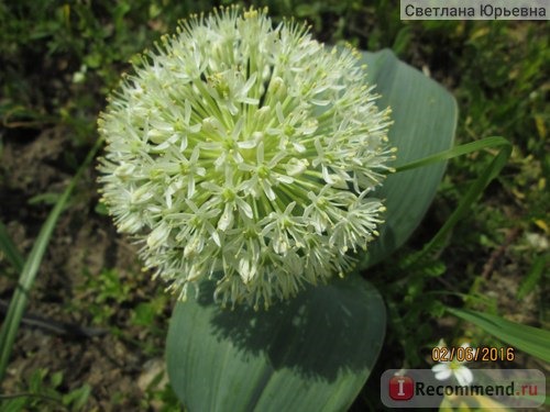 Лук каратавский Айвори куин /Allium karataviense Ivory Queen фото