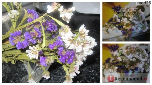 Кермек выемчатый (Лимониум, Статица, Статице) / Limonium sinuatum, Statice sinuata фото