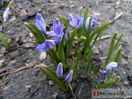 Хионодокса Форбесси(Chionodoxa forbesii ) 'Pink Giant' фото