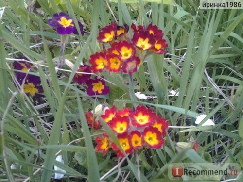 Примула обыкновенная / бесстебельная (Primula vulgaris, acaulis) фото