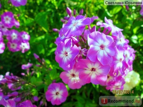 Флокс метельчатый Успех (Phlox paniculata Uspech) фото