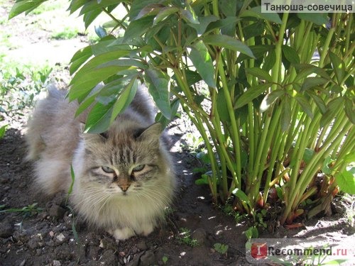 Сибиркая кошка