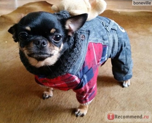 Одежда для собак Aliexpress 2015 Dog Clothes winter Pet Clothes puppy clothes Thick Cotton 100% фото