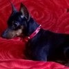 Ошейник Aliexpress PU Leather Spike Studded Adjustable Pet Small/Medium Dog Collar XS S M L 6Colors Best фото