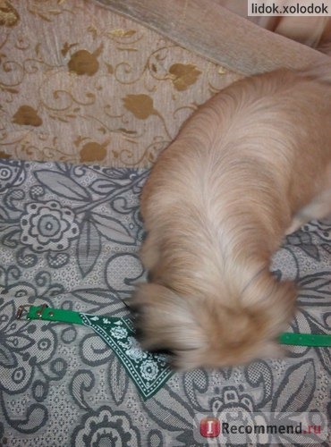 Ошейник Aliexpress New lefdy Pet collar bow tie dog accessories teddy bear pet supplies necklace scarf triangle фото