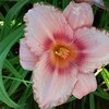 Лилейник / Красоднев / Hemerocallis фото