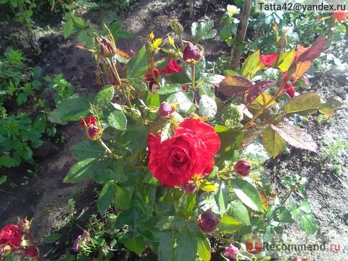 Роза чайно-гибридная Ред Интуишн (Red Intuition). фото