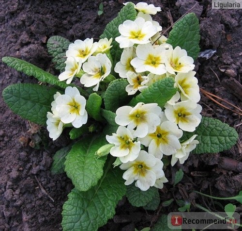 Примула обыкновенная / бесстебельная (Primula vulgaris, acaulis) фото