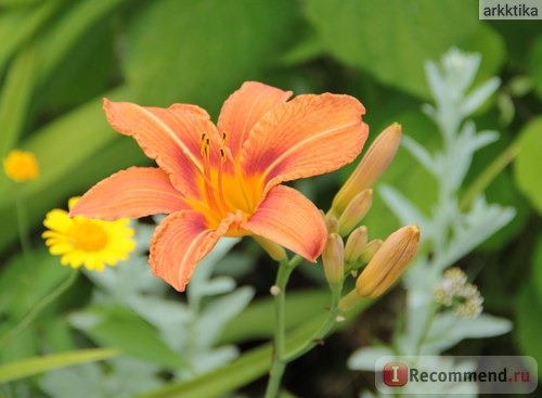 Лилейник / Красоднев / Hemerocallis фото