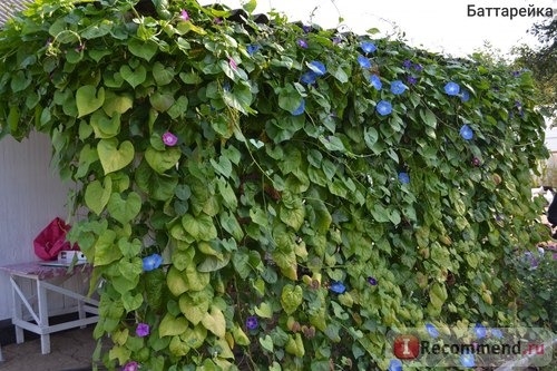 Ипомея Небесно-голубая (Ipomoea Heavenly Blue) фото