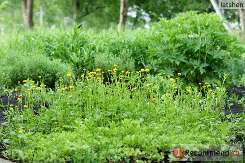 Лютик едкий (лат. Ranunculus acris) фото