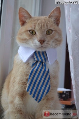 Ошейник Aliexpress Галстук Dog toy Dog Collar ,Pet bow ties, Dog Tie, Dog CEO фото