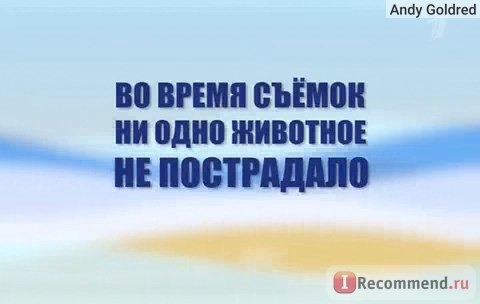 Дельфины не пострадали во время шоу