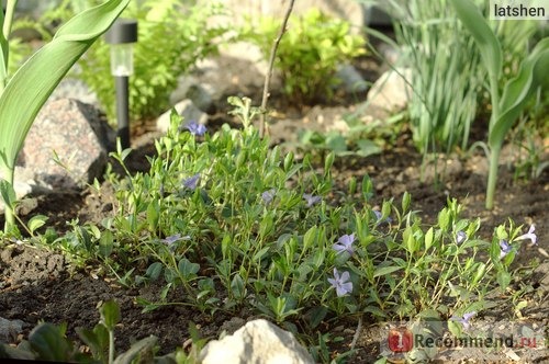 Барвинок малый (Vinca minor) фото