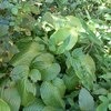 Хоста (Hosta) фото