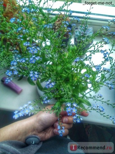 Незабудка (Myosotis) фото