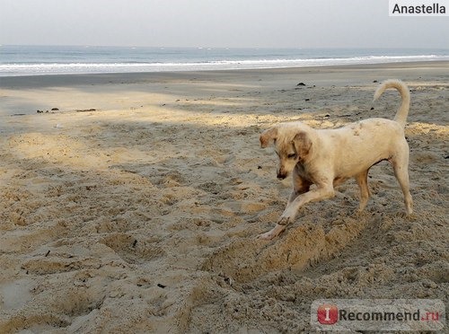 Собака играет с крабом на пляже Варка - около отеля