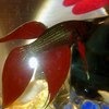 Рыбка петушок / Бойцовая рыбка / Сиамский петушок / Betta Splendens фото
