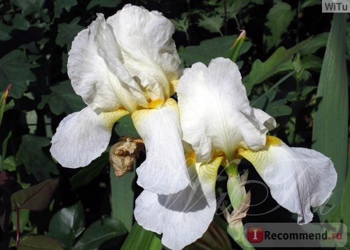 Ирис бородатый (Iris barbata) фото