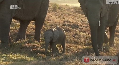 Шамвари: жизнь на воле / Шамвари: территория диких животных / Shamwari: A wild life фото