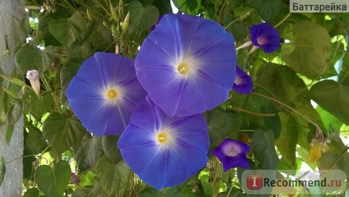 Ипомея Небесно-голубая (Ipomoea Heavenly Blue) фото