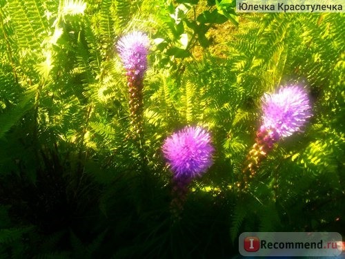  Лиатрис колосковая (LIATRIS spicata ) фото