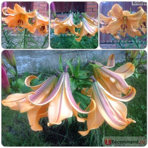 Лилия Африкана Квин (Lilium Africana Queen) фото