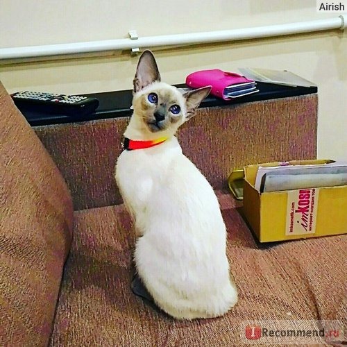 Ориентальная кошка фото