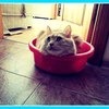 Наполнитель для кошачьего туалета Cat's Best фото