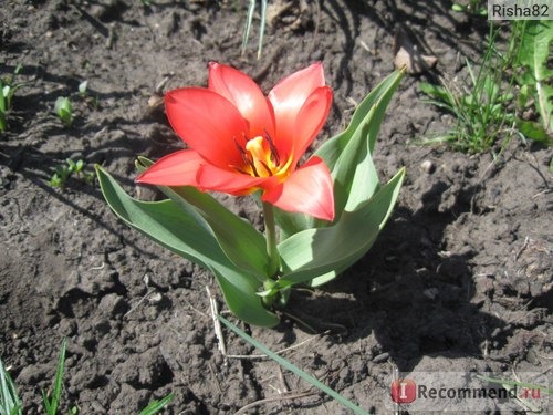 Тюльпан (Tulipa) фото