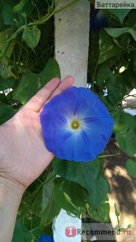 Ипомея Небесно-голубая (Ipomoea Heavenly Blue) фото