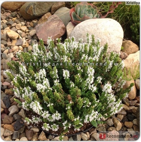 Шалфей дубравный Шнихугель (Salvia nemorosa Schneehugel) фото