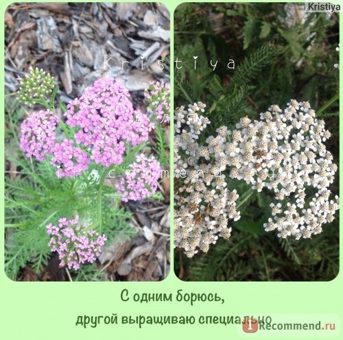 Тысячелистник обыкновенный Королева (Achillea millefolium 