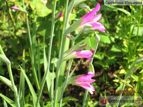 Гладиолус византийский / Gladiolus byzantinus фото