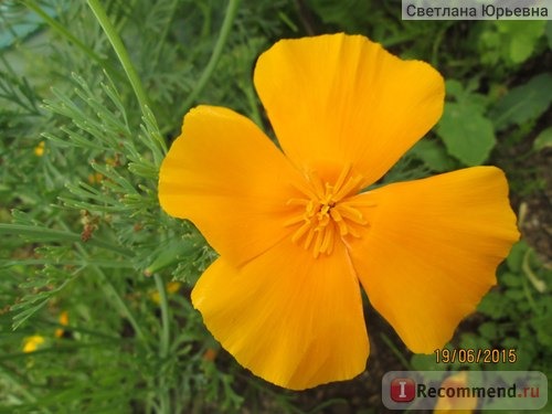 Эшшольция калифорнийская (Eschscholzia californica) фото