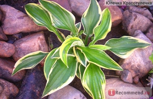 Хоста (Hosta) фото