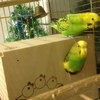 А вот и наши попугайчики:)