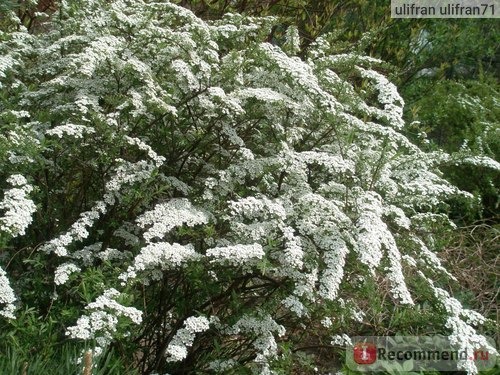 Спирея ( Spiraea) фото