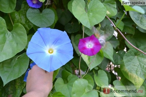 Ипомея Небесно-голубая (Ipomoea Heavenly Blue) фото