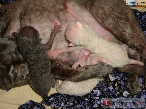 Новорожденные котятки