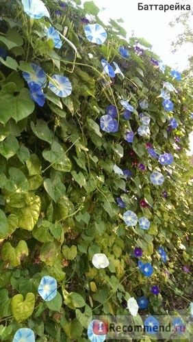 Ипомея Небесно-голубая (Ipomoea Heavenly Blue) фото