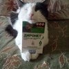 Антигельминтики АВЗ Диронет Спот-он для взрослых кошек фото
