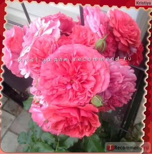 Роза плетистая крупноцветковая Розариум Ютерзен (Large-Flowered Climber Rosarium Uetersen) Кордес (Kordes) фото
