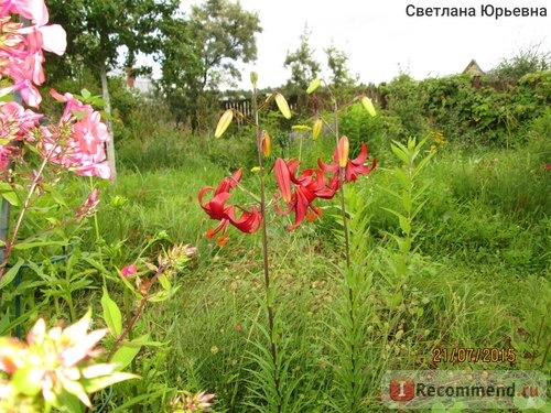 Лилия тигровая Ред Вельвет / Lilium tigrinum Red Velvet агрофирма Флос фото