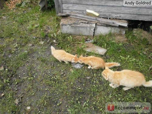 Рыжая кошка с двумя рыжими котятами