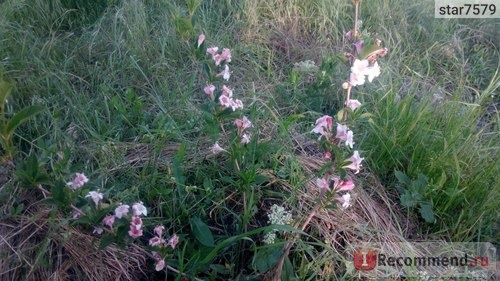 Вейгела цветущая Вайн Энд Розес / Александра (Weigela florida Wine And Roses / Alexandra) фото