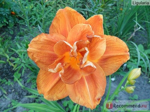 Лилейник / Красоднев / Hemerocallis фото