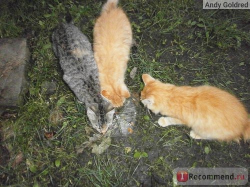 Два рыжих котёнка и один серый