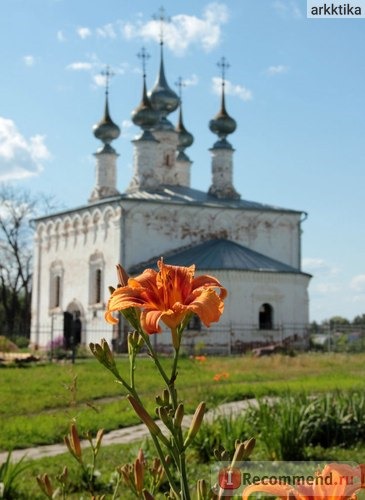 Лилейник / Красоднев / Hemerocallis фото