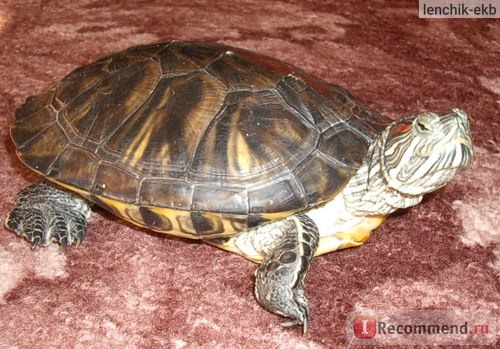Красноухая черепаха / Trachemys scripta фото